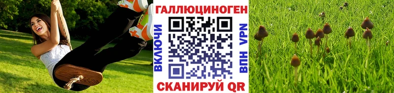 Галлюциногенные грибы Cubensis Волгодонск